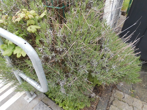 Lavendel - DSCI0100 - Kopie.JPG