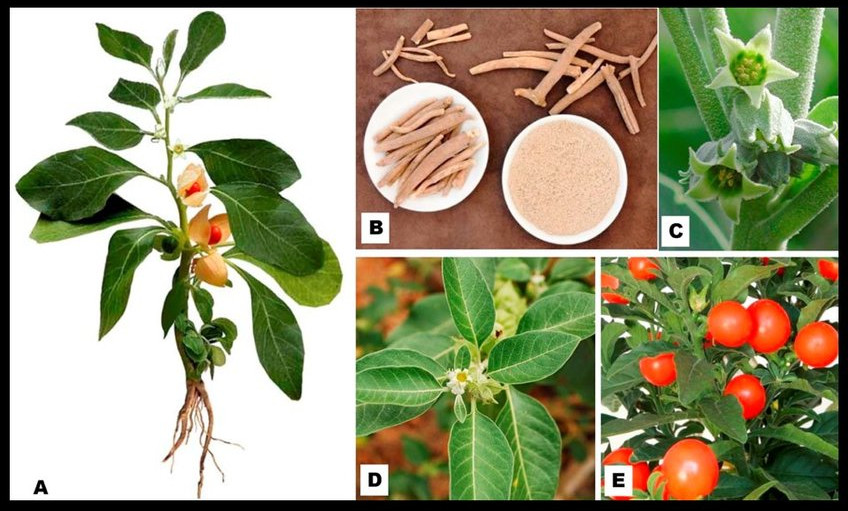 Withania-somnifera-plant-A-plant-B-roots-and-root-powder-C-flowers-D-leaves.jpeg
