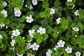bacopa-monnieri-herb-bacopa-is-a-medicinal-herb-used-in-ayurveda-also-known-as-brahmi-a.jpg?s=170x170&k=20&c=RtH_QrbJn-9s9Ird5h24jqGCDBzOiw7zn4PJUS3MCsA=